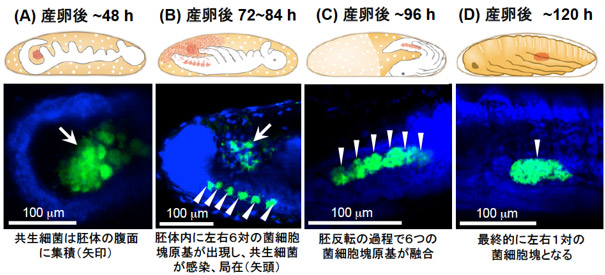 ヒメナガカメムシの胚発生過程での共生細菌と菌細胞塊の分布の図と写真