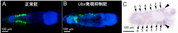 ヒメナガカメムシ胚でのウルトラバイソラックス遺伝子の発現と抑制の影響の写真