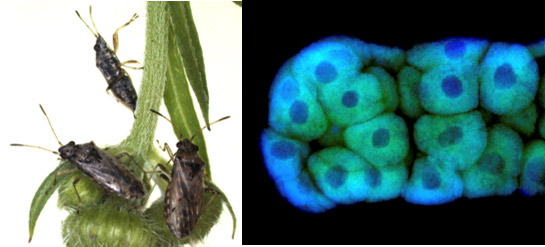 ヒメナガカメムシ（左）と菌細胞が多数集合した共生器官の菌細胞塊（右）の写真