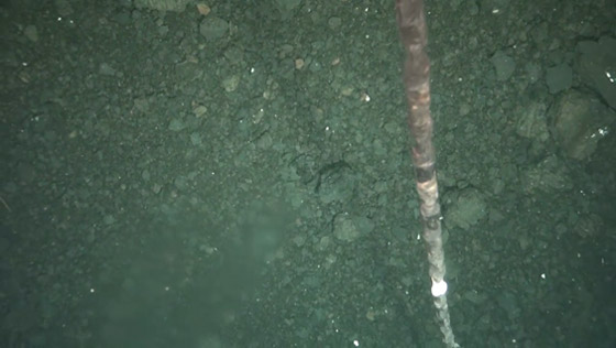 ディープ・トウ（DT）により撮影したN-11地点の海底の様子の写真