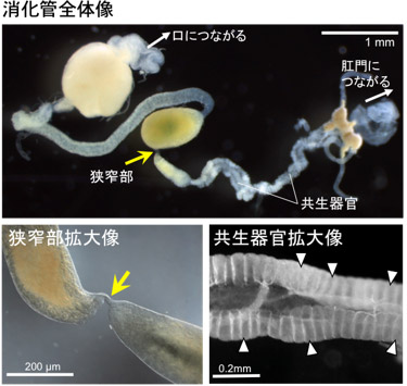 ホソヘリカメムシの消化管全体像と、狭窄部と共生器官の拡大像の写真