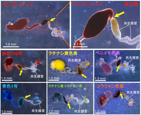 さまざまな色素を吸わせたホソヘリカメムシの消化管（黄色矢印は狭窄部）の写真