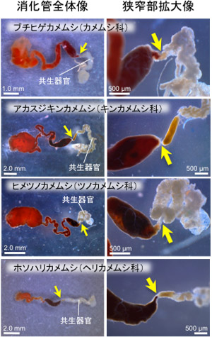 色素を吸わせたカメムシ類の消化管（黄色矢印は狭窄部）の写真