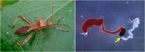 ホソヘリカメムシ（左）と食用色素を吸わせたカメムシの消化管（右）の写真