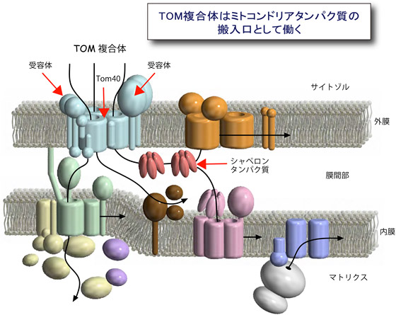ミトコンドリアへのタンパク質配送経路と搬入口TOM複合体の図