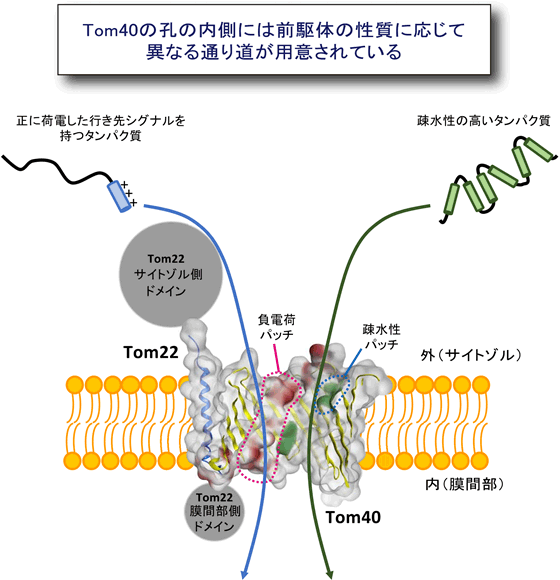 Tom40の孔の内側は前駆体の性質に応じて異なる通り道が用意されているの図