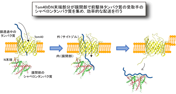 Tom40のN末端部分はシャペロンを孔の出口に集めることにより、通過するタンパク質を効率よくシャペロンに引き渡すの図