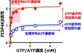 PI5P4KβのGTP利用能の発見の図