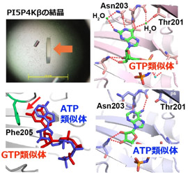 立体構造解析によるGTP結合様式の解明の図