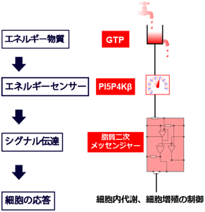 細胞内GTPセンサーとしてのPI5P4Kβの役割の図