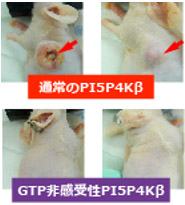 がん細胞の増殖へのPI5P4Kβの寄与の発見の図
