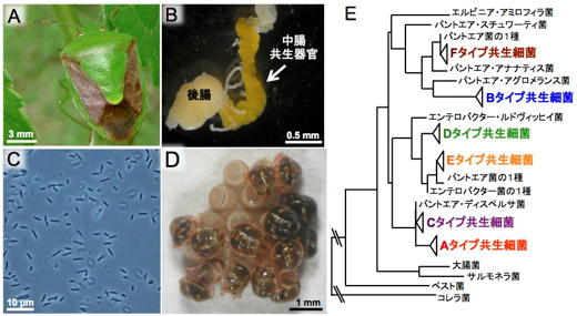 チャバネアオカメムシと腸内共生細菌の写真と図