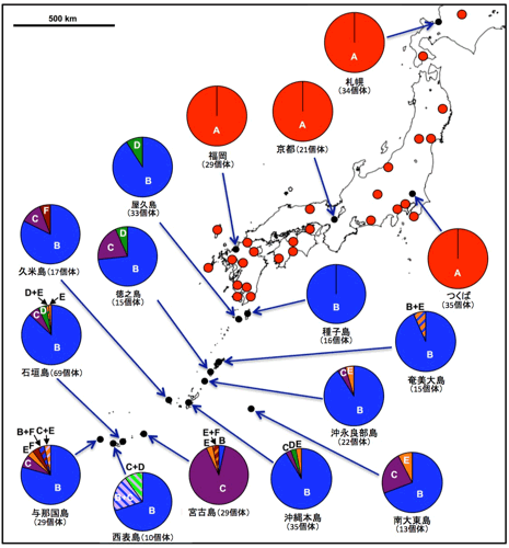 日本のチャバネアオカメムシ集団の腸内共生細菌の感染分布図