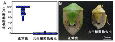 腸内共生細菌除去の宿主カメムシへの影響の図