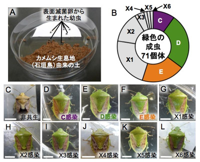 土壌環境からの共生細菌獲得の実験的証明の写真