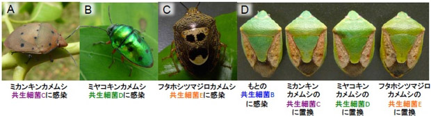 他種カメムシとの間の腸内共生細菌置換の影響の写真