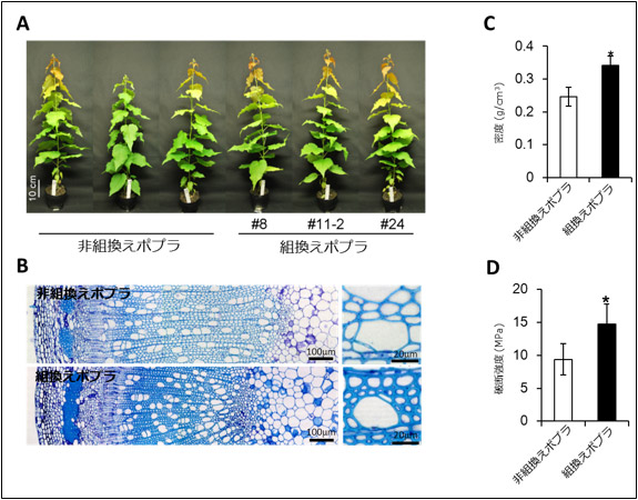 非組換えポプラと組換えポプラの生育状況（A）、木質（B）、密度（C）、破断強度（D）の写真と図