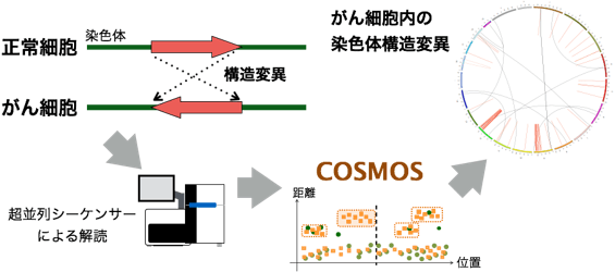 構造変異検出ソフトウエアCOSMOSの概要図