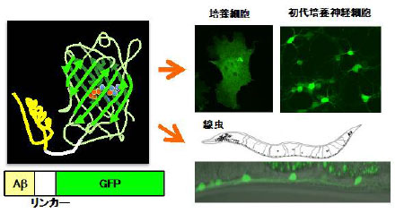 開発したAβ-GFP融合タンパク質の模式図（左）と、培養細胞や線虫内での発現の様子（右）の写真