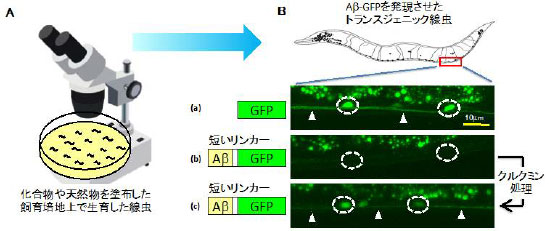 生体を用いた創薬候補物質のスクリーニング例の図