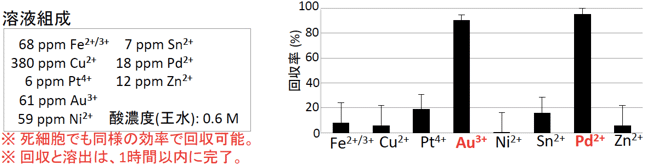 Galdieria sulphurariaを利用した王水ベースの金属廃液からの金(Au3+)とパラジウム(Pd2+)の回収の図