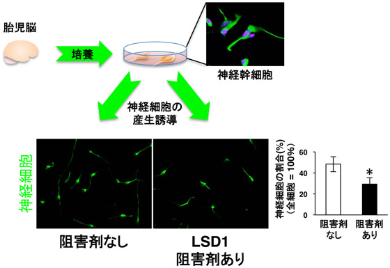 ヒト神経幹細胞が神経細胞に分化する際のLSD1の影響の解析結果の図