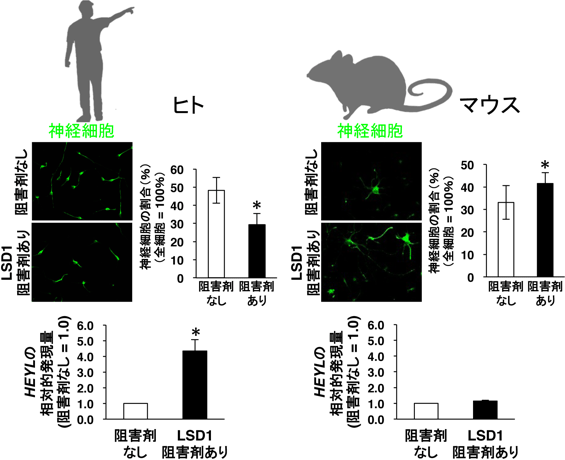 LSD1を用いたヒトとマウスの神経細胞の産生量とHEYLの発現量の比較の図