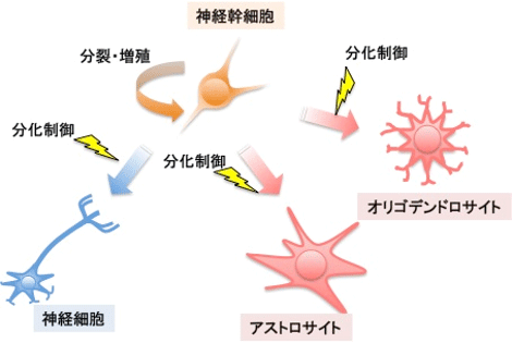 神経幹細胞が脳を構成する神経細胞とグリア細胞へ分化する系譜図の画像