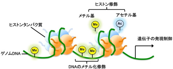 エピジェネティクス制御機構の概念図の画像