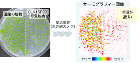 葉面温度が高く蒸散量が少ないGLK1SRDX導入シロイヌナズナの図