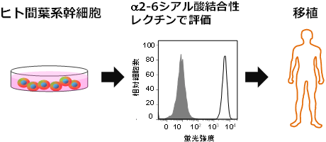 ヒト間葉系幹細胞の分化する能力を評価する技術の概要図