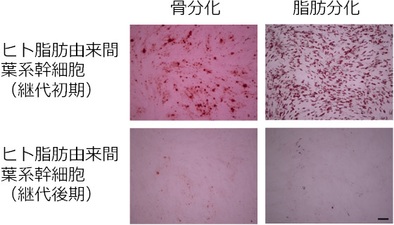 継代初期・継代後期のヒト脂肪由来間葉系幹細胞の骨・脂肪分化の図