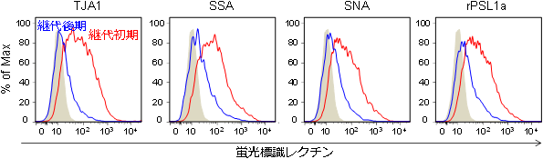 継代初期・継代後期のヒト脂肪由来間葉系幹細胞とα2-6シアル酸結合性レクチンの反応性の図