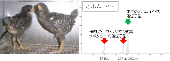 卵白アレルゲン「オボムコイド」遺伝子を欠失したニワトリ（左写真）と遺伝子型解析の結果の比較（右図）の図