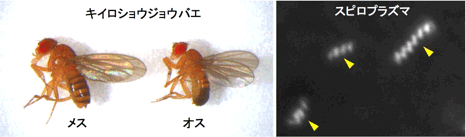 キイロショウジョウバエ（左）の体液中の共生細菌スピロプラズマの暗視野顕微鏡像（右）の写真