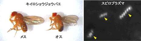 キイロショウジョウバエ(左)の体液中の共生細菌スピロプラズマの暗視野顕微鏡像(右)の写真