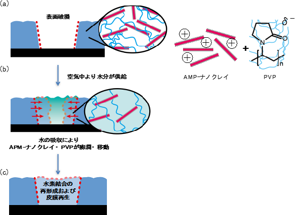 開発したPVP/ AMP-ナノクレイハイブリッド膜の自己修復メカニズムの想定図
