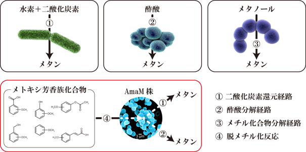 既知のメタン生成経路(上段)と今回発見したメトキシ芳香族化合物からのメタン生成経路（下段赤枠）の図