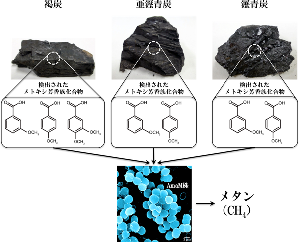 各種石炭から検出されたメトキシ芳香族化合物（上段）とそれらを利用してメタンを生成するメタン生成菌「AmaM株」（下段）の図