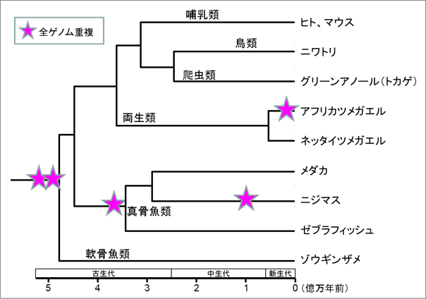 脊椎動物の系統樹と全ゲノム重複の図