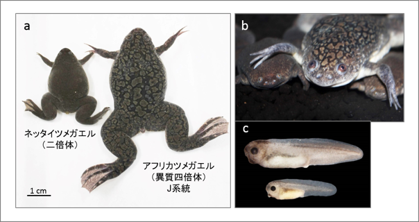 アフリカツメガエルとネッタイツメガエルの図