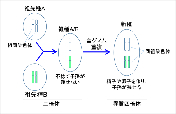 祖先種と異質四倍体の染色体図