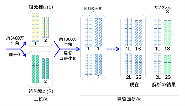 祖先種と異質四倍体の染色体図