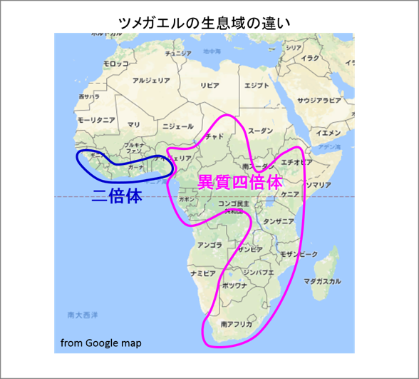 ツメガエルの生息域の違いの図