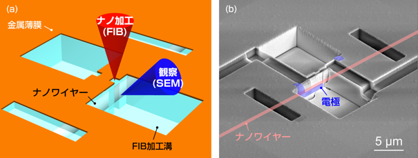 作製した電極のイメージの図（左）と電子顕微鏡写真（右）