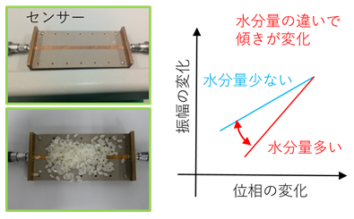 開発したセンサー（左上）の上に農産物（米）を置いて電磁波を測定する様子（左下）の写真と、電磁波の振幅と位相の変化量の関係と水分量のグラフ（右）の図