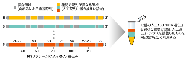 今回開発した人工核酸標準物質(人工16S rRNA遺伝子)と内部標準用混合物を示した図