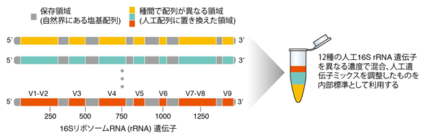 今回開発した人工核酸標準物質（人工16S rRNA遺伝子）と内部標準用混合物を示した図