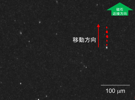 ノロウイルスのウイルス様粒子検出の様子の図