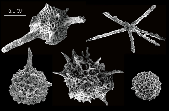 古生代シルル紀の放散虫化石の図